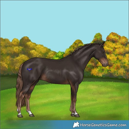 Horse Color:Liver Chestnut Rabicano 