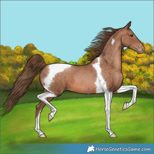 Horse Color:Brown Pearl Tobiano 