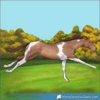 Horse Color:Brown Pearl Tobiano