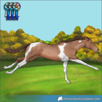 Horse Color:Brown Pearl Tobiano 