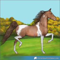 Horse Color:Brown Pearl Tobiano 