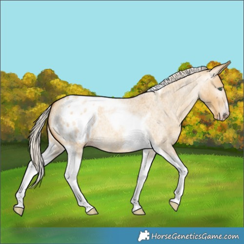 Horse Color:Gray Silver Amber Cream Champagne Roan Dun Splash Tobiano Frame Appaloosa Rabicano 