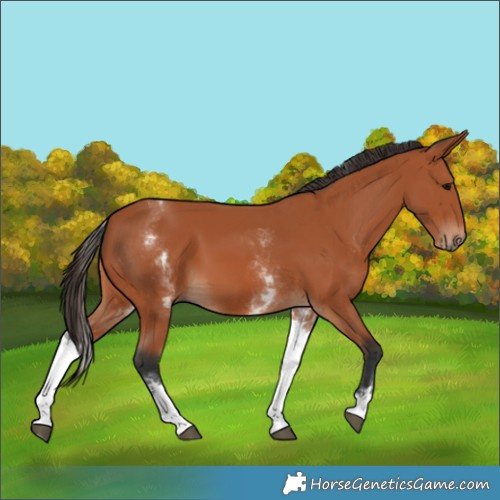 Horse Color:White Spotted Bay 
