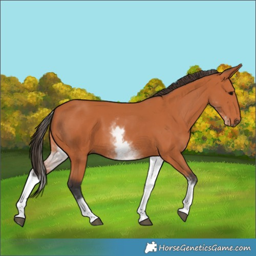 Horse Color:White Spotted Bay 