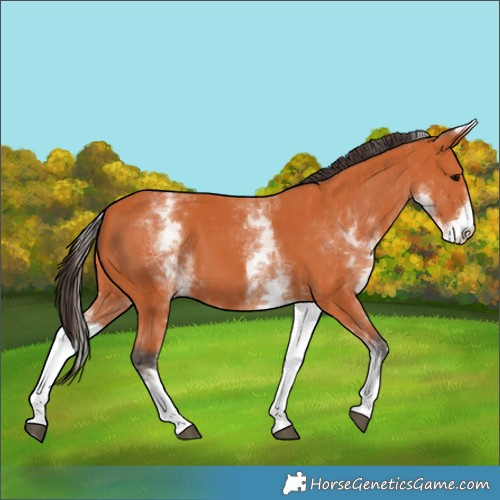 Horse Color:White Spotted Bay 