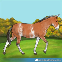 Horse Color:White Spotted Bay 
