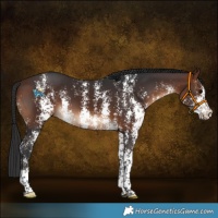Horse Color:Brown Sabino Rabicano 