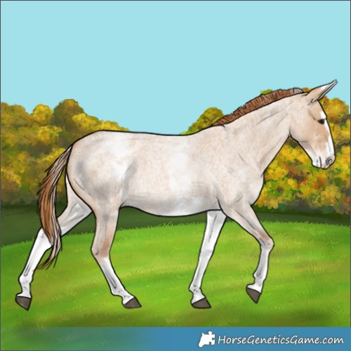 Horse Color:White Spotted Red Dun Roan Splash 