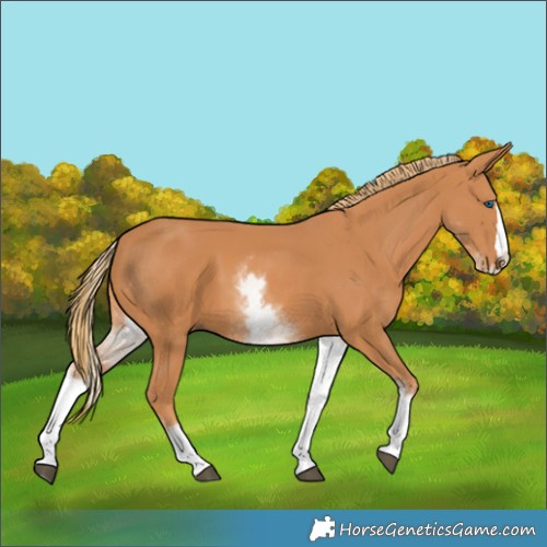 Horse Color:White Spotted Chestnut Splash 