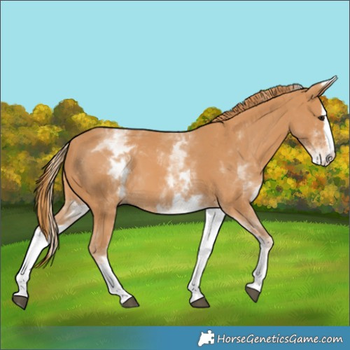 Horse Color:White Spotted Chestnut Splash 