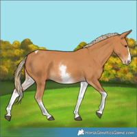 Horse Color:White Spotted Chestnut Splash Tobiano 