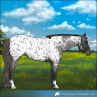 Horse Color:Smoky Blue Roan Appaloosa 
