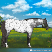 Horse Color:Smoky Blue Roan Appaloosa 