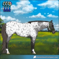 Horse Color:Smoky Blue Roan Appaloosa 