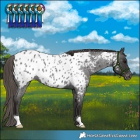 Horse Color:Smoky Blue Roan Appaloosa 