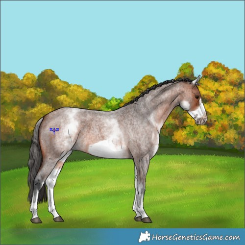 Horse Color:White Spotted Bay Roan Frame 