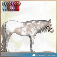 Horse Color:White Spotted Liver Red Dun Mushroom Sabino Appaloosa