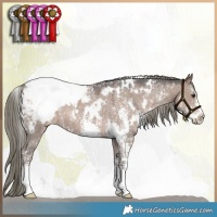 Horse Color:White Spotted Liver Red Dun Mushroom Sabino Appaloosa 