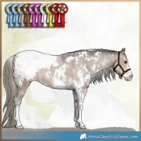 Horse Color:White Spotted Liver Red Dun Mushroom Sabino Snowcap 