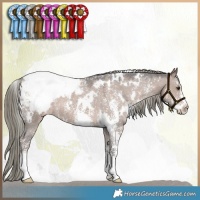 Horse Color:White Spotted Liver Red Dun Mushroom Sabino Appaloosa