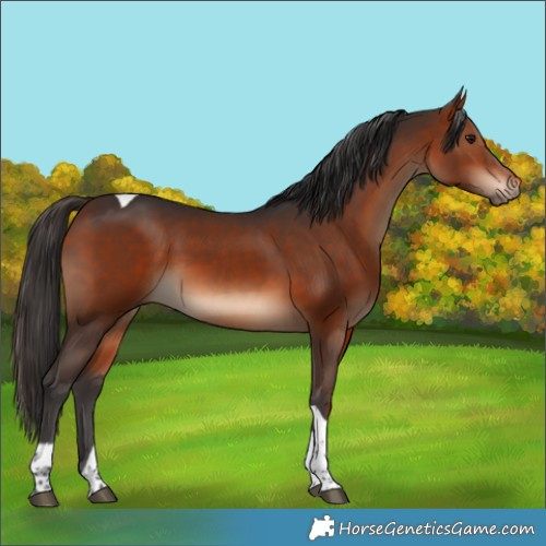 Horse Color:Bay Tobiano 