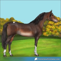Horse Color:Bay Tobiano 