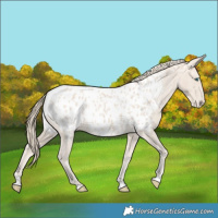 Horse Color:Smoky Creme Near Leopard 
