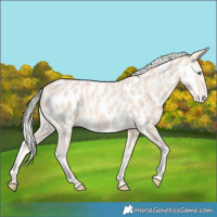 Horse Color:Cremello Appaloosa 