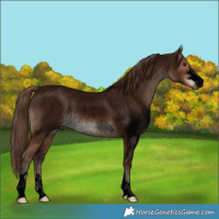 Horse Color:Void Liver Red Roan Rabicano