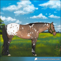 Horse Color:White Spotted Brown Dun Blanket 