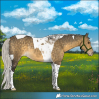 Horse Color:Silver Buckskin Dun Tobiano Appaloosa Rabicano 