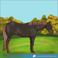 Horse Color:Liver Chestnut Rabicano 