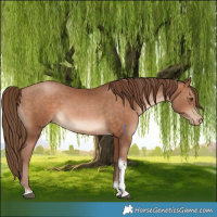 Horse Color:Brown Pearl Tobiano
