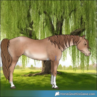 Horse Color:Liver Chestnut Pearl Tobiano 