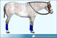 Horse Color:White Spotted Brown Roan Frame 