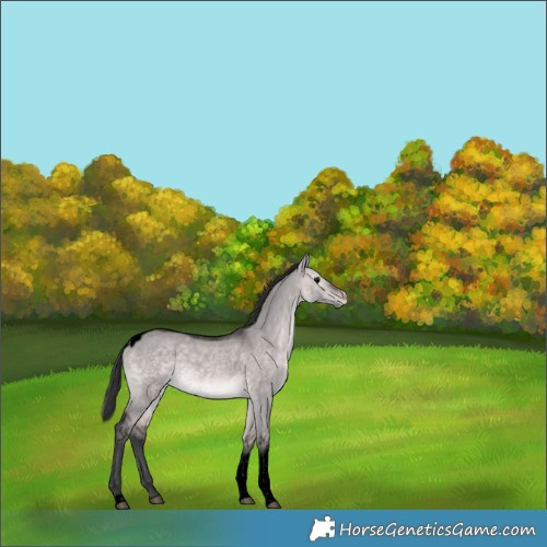 Horse Color:Void Platinum Brown Dun Tobiano Appaloosa Rabicano 