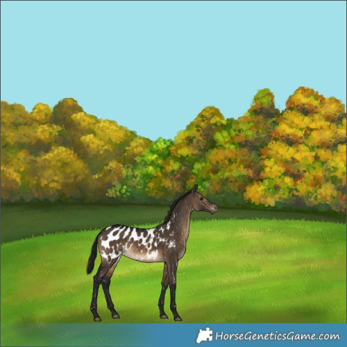 Horse Color:Gray Brown Dun Blanket 
