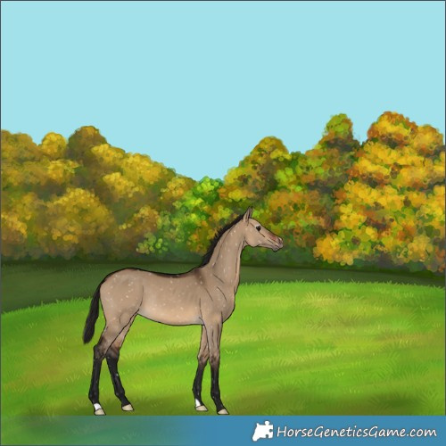 Horse Color:Gray Bay Dun Snowflake Varnish Rabicano 
