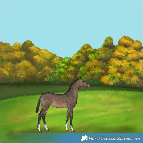 Horse Color:Brown Dun Sabino Snowflake Varnish Rabicano 