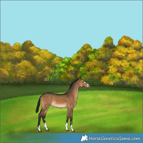 Horse Color:Gray Bay Dun Appaloosa Rabicano 
