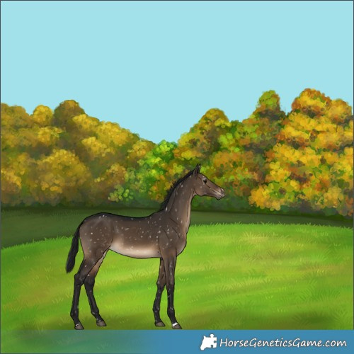 Horse Color:Gray Brown Dun Appaloosa 