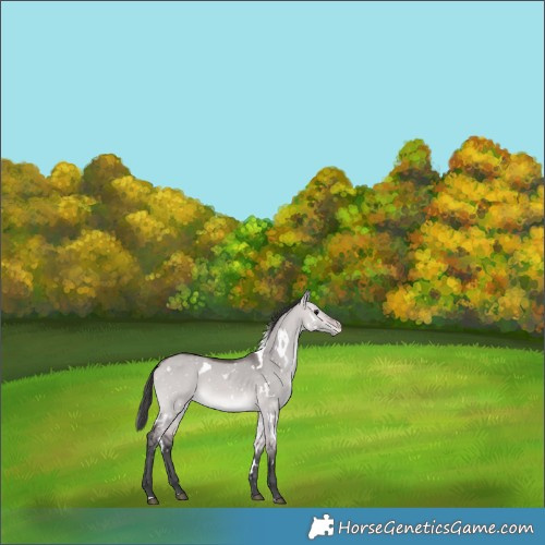 Horse Color:Platinum White Spotted Bay Dun Appaloosa 