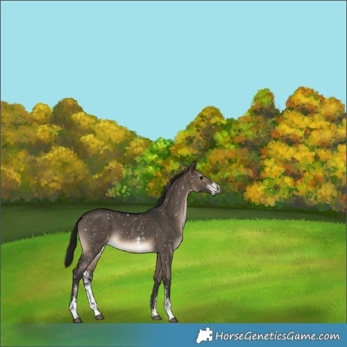 Horse Color:Gray Brown Dun Sabino Appaloosa Rabicano 