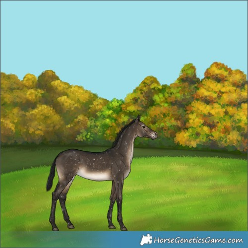Horse Color:Gray Brown Dun Snowflake VarnishRabicano 