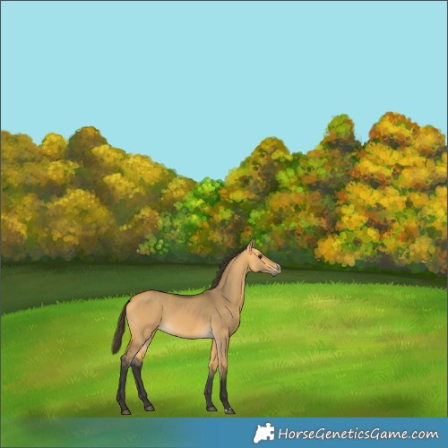 Horse Color:Buckskin Dun Rabicano 
