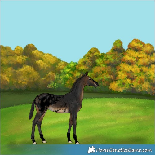 Horse Color:Gray Void Buckskin Appaloosa Rabicano 