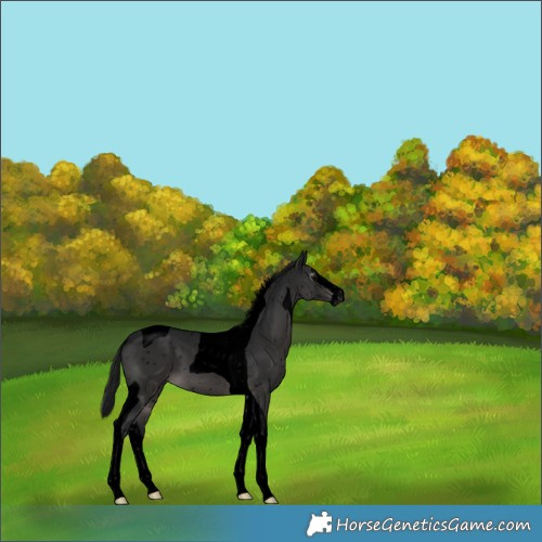 Horse Color:Gray Void Platinum Brown Splash Tobiano Snowflake Varnish Rabicano 