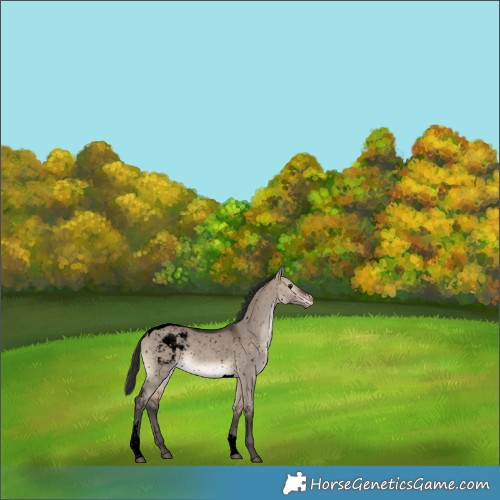 Horse Color:Void Bay Dun Tobiano Appaloosa 