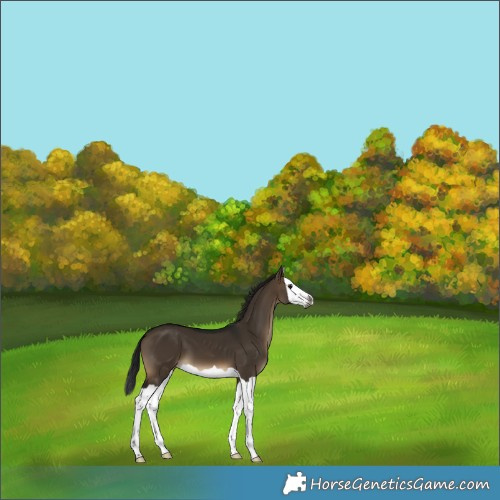 Horse Color:Gray Brown Dun Splash 