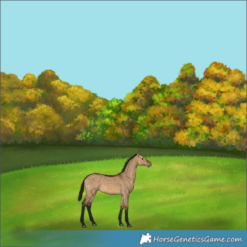 Horse Color:Gray Void Bay Dun Snowflake VarnishRabicano 